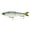 Ghost Glide, variant on 6th Sense Draw 6.5 in Glide Bait Bass Fishing Lure Designed with for Trophy Bass Fishing