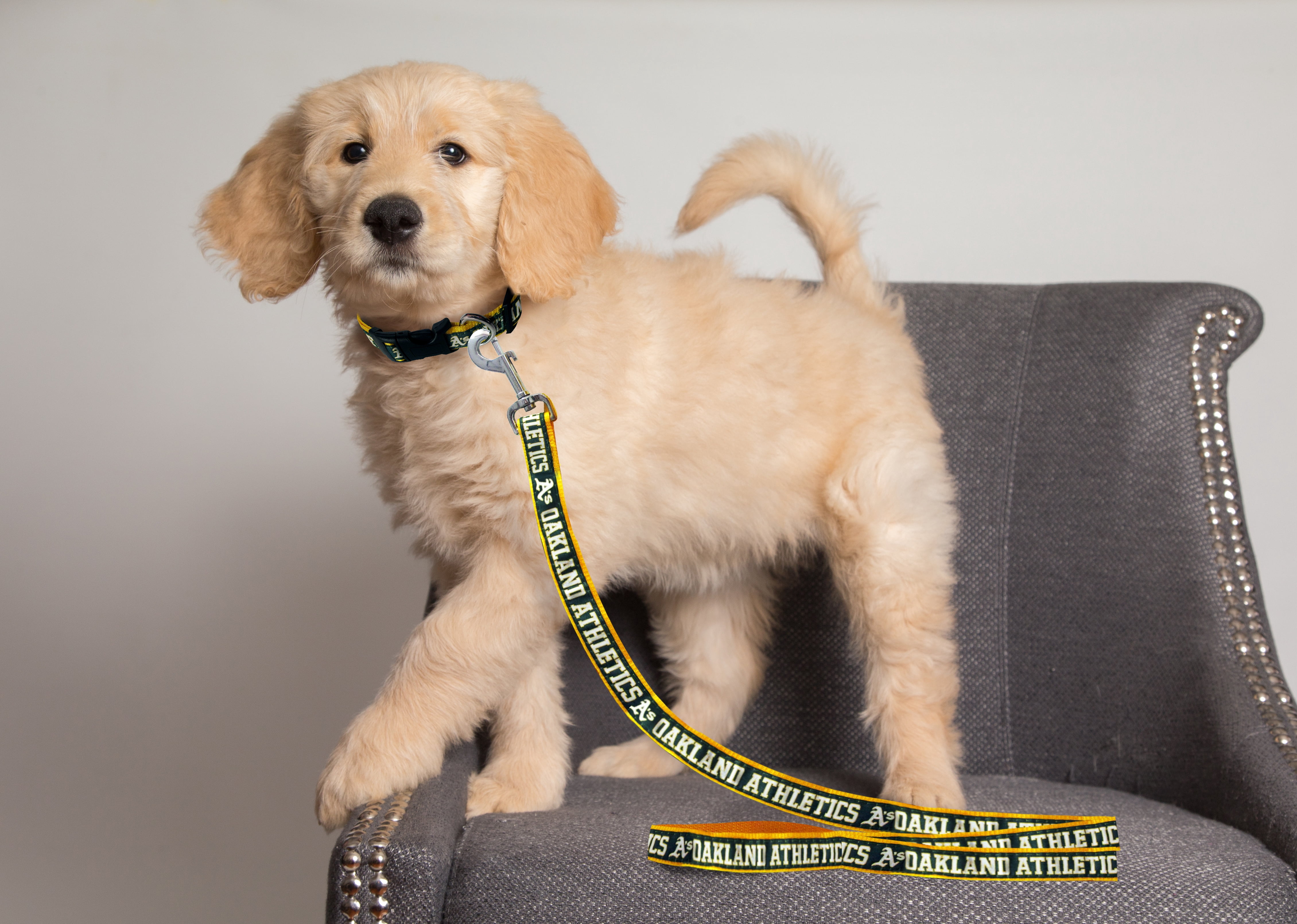 Pets First MLB Oakland Athletics Cats and Dogs Durable Pet Leash, Large