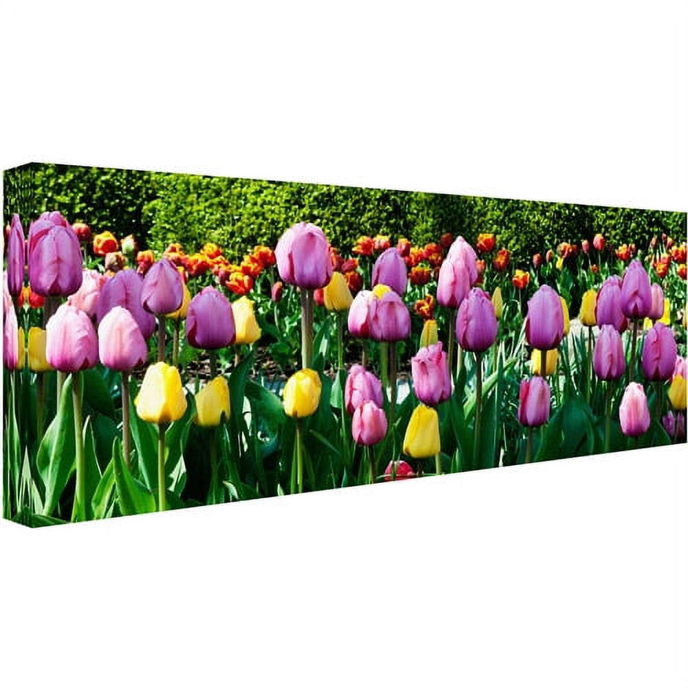 Trademark Fine Art "Row of Tulips" Canvas Art by Kurt Shaffer