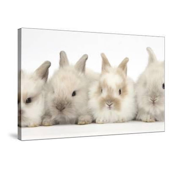 Four Baby Lionhead Cross Lop Bunnies in a Row, Animals Stretched Canvas Wall Art by Mark Taylor Sold by Art.Com