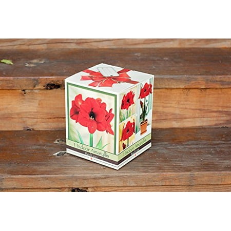 - Red Lion Amaryllis Bulb in an Elegant Box, With a Plastic Planting Pot, and a Professional Growing Medium