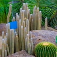 thumbnail image 3 of 50 Silver Torch Cactus Seeds - Cleistocactus strausii Cacti Seeds - Ships from Iowa, USA - Grow Exotic Succulent Cacti Bonsai, 3 of 4