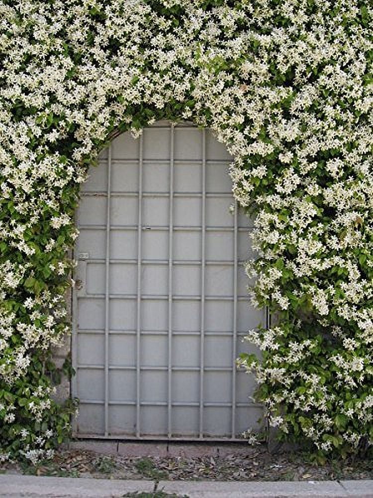 Jasmine Confederate  10 Live Plants  Trachelospermum Jasminoides  Fragrant Easy to Grow Vine Showy Blooms