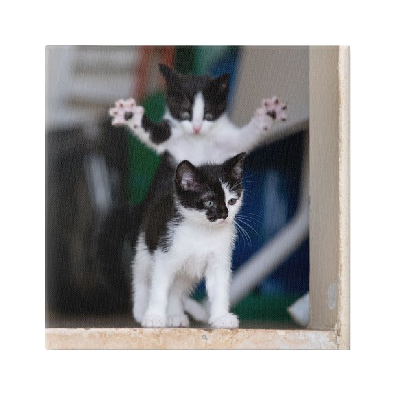 Stupell Industries Funny Cat Pose Photography Animals & Insects Photography Gallery Wrapped Canvas Art Print Wall Art, 17 x 17