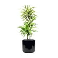 thumbnail image 3 of Gold Star Madagascar Dragon Tree - Dracaena - 4" Pot, 3 of 3