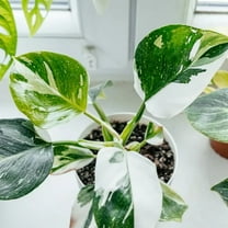 White Variegated Philodendron Plant Live, White Philodendron Live Plant, 4-8 Inches Tall, Tropical Indoor Houseplant