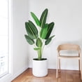 thumbnail image 2 of Árbol Artificial Ave del Paraíso – Planta Falsa de Plátano con Troncos – Maceta Decorativa – Interior y Exterior – Hogar y Oficina, 2 of 7