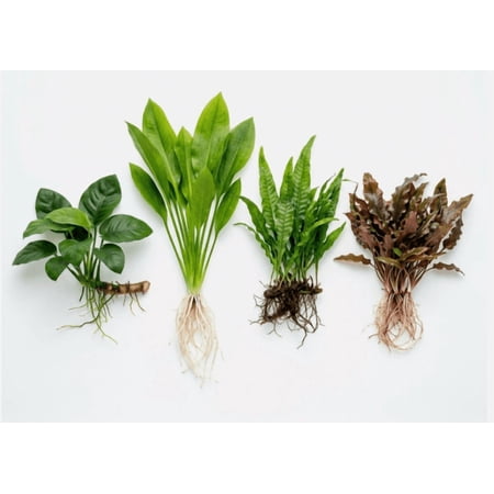 Live Aquarium Plants Essential Bundle for Up to 5 Gallon Tanks &ndash; Freshwater Live Plants Kit Easy Care Aquascaping Starter Pack