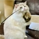 thumbnail image 5 of Palillo de peluche para gato, divertido palo de gato de felpa, retráctil, divertido palo de gato, varita de peluche para gato, experiencia incomparable Jadeshay  A, 5 of 8