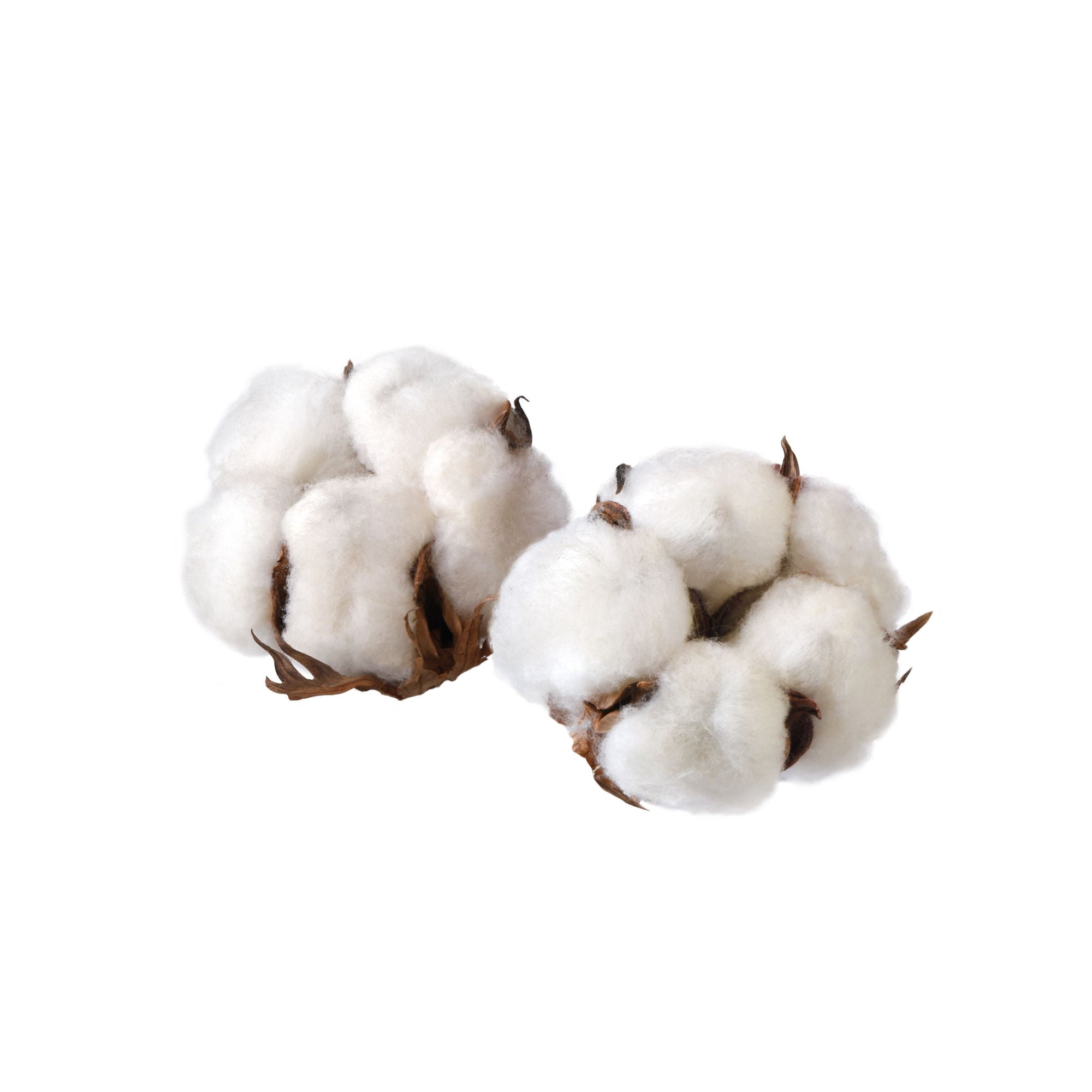 ProFlora Small White Indoor Cotton Stem, 1 Piece Artificial Flowers