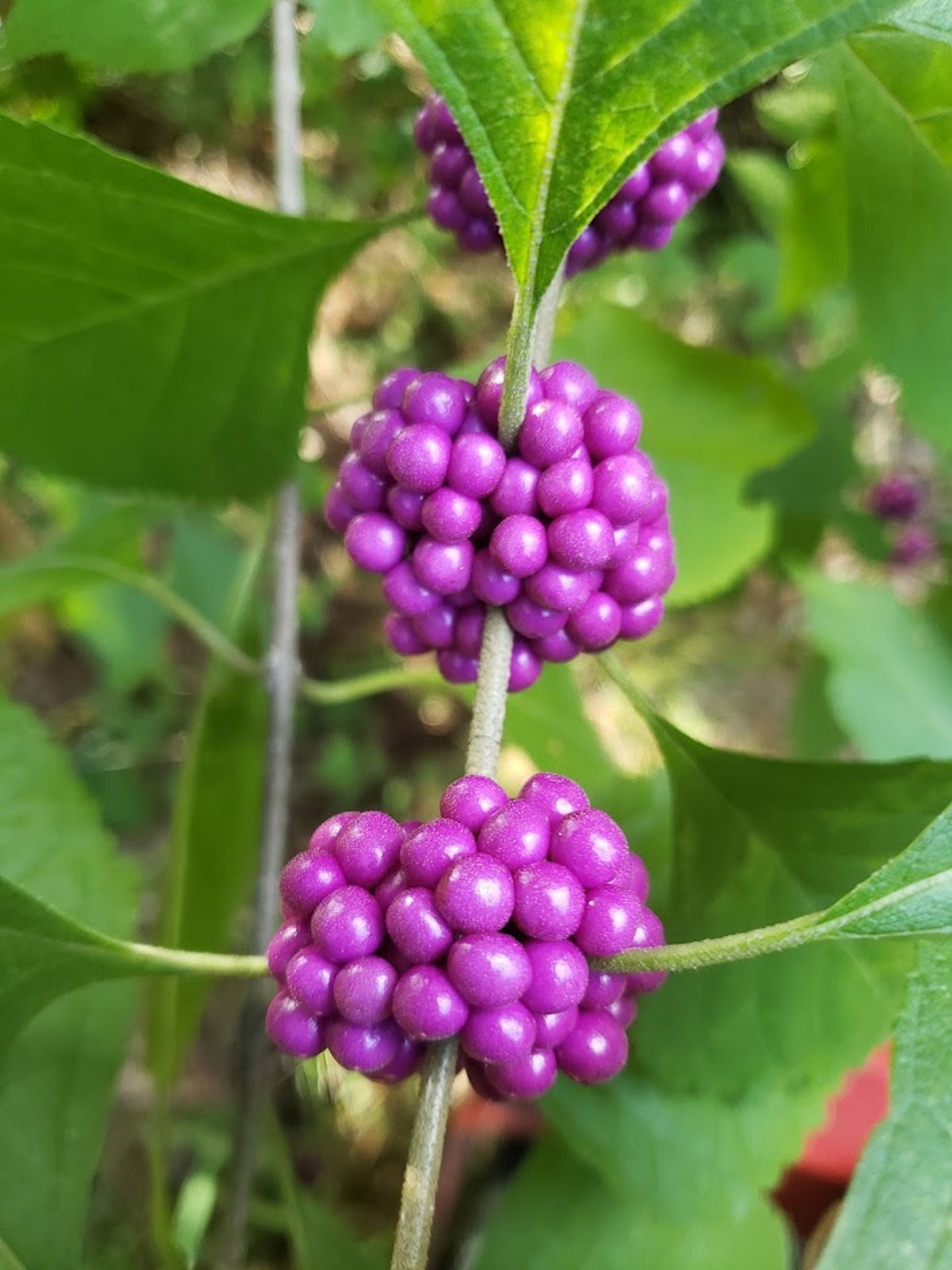 Heirloom SeedsBeautyberry 20 Seeds Beautiful BONSAI or Small Shrub Colorful Autumn Ornamental