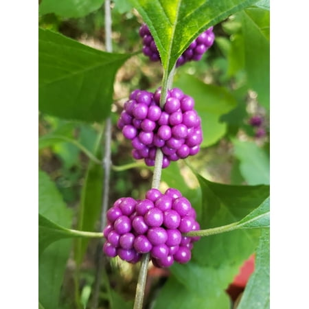 Beautyberry 20 seeds Beautiful BONSAI or small Shrub- Colorful Autumn Ornamental berries Zone 7+- Callicarpa (Best Plants For Zone 7)