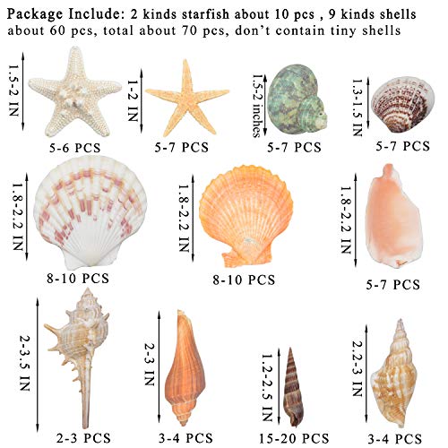 Seashells Pictures And Names