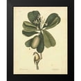 thumbnail image 2 of Catesby, Mark 20x24 Black Modern Framed Museum Art Print Titled - Catesby Bird and Botanical III, 2 of 5