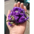 thumbnail image 3 of Flower Petals and Buds Forget-me-not Bulk Flower to Make Sachets, Potpourris, Flowers DIY, Candle Making, Wedding Decoration, Kinds of Flowers Crafts - 200g/7.05oz, 3 of 7