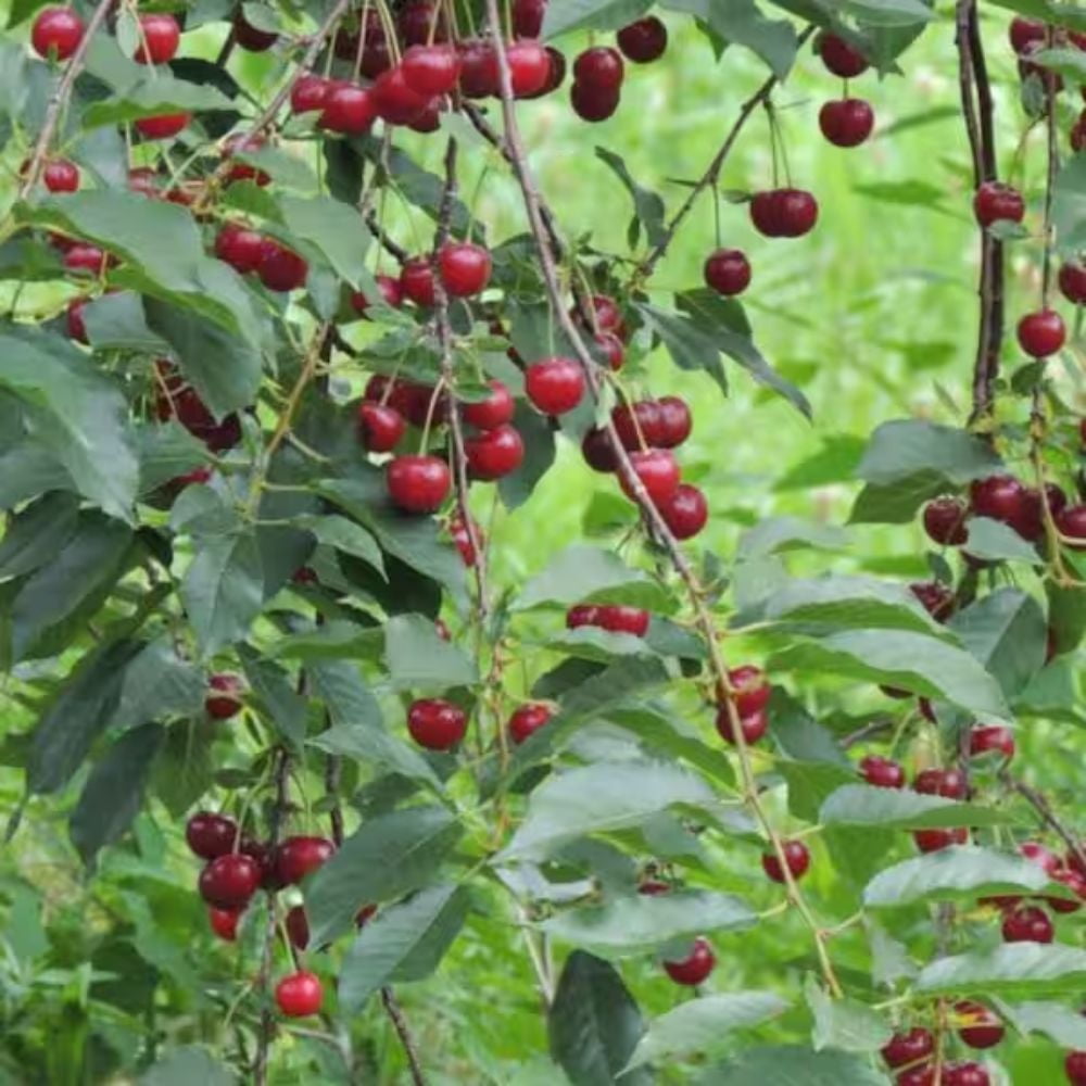 Expert Gardener 2-3 ft tall Tulare Fruiting Cherry Live Tree in 5-Gallon Grower Pot