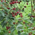 thumbnail image 3 of Expert Gardener 3-4 ft tall Tulare Fruiting Cherry Live Tree in 7-Gallon Grower Pot, 3 of 6