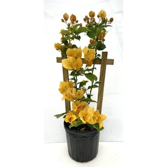 Live Plant Bougainvillea Vine, Assorted Colors, 6"" Pot, Fast Growing,  Outdoor Shrub" - Walmart.com
