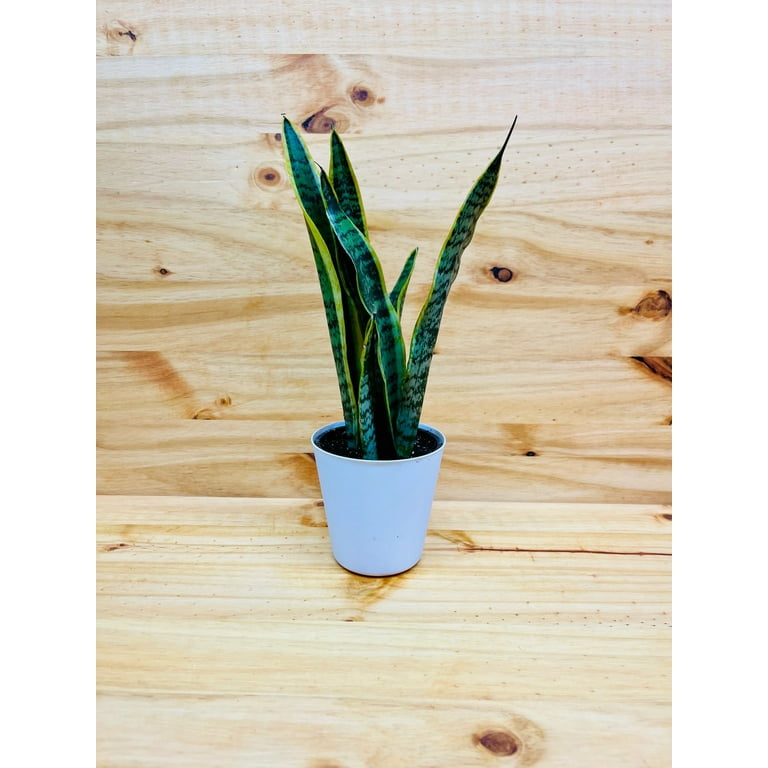 Snake Plant 4 includes White Cover Pot (One Plant & Pot)