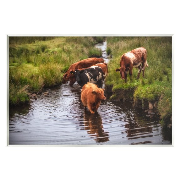 Stupell Industries Rural Cattle Enjoying Stream Water Between Grassland Photograph Unframed Art Print Wall Art, Design by James Dobson