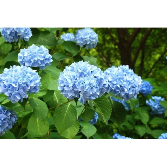 Light Blue Nikko Hydrangea Shrub Seedling for Planting - 1 Year Old Well Rooted Seedling Bush