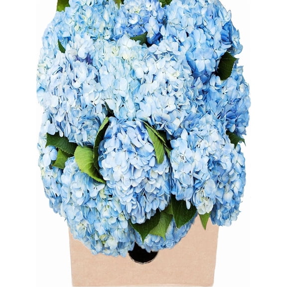 KaBloom : 15 Blue Hydrangeas, Next-Day Delivery, Gift for Every Occasion.