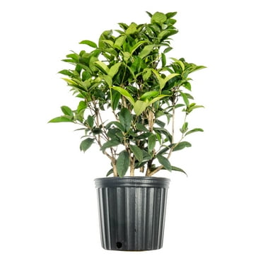 Fragrant Tea Olive in 3 gal Pot