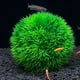 thumbnail image 2 of 2 bolas de plantas acuáticas para acuario, paisajismo, plantas acuáticas, bolas de hierba para jardín., 2 of 6