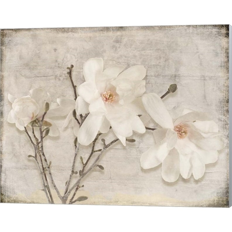 Spring Magnolia by LightBoxJournal, Canvas Wall Art, 20W x 16H