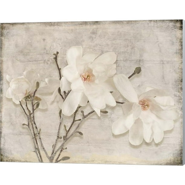 Spring Magnolia by LightBoxJournal, Canvas Wall Art, 20W x 16H
