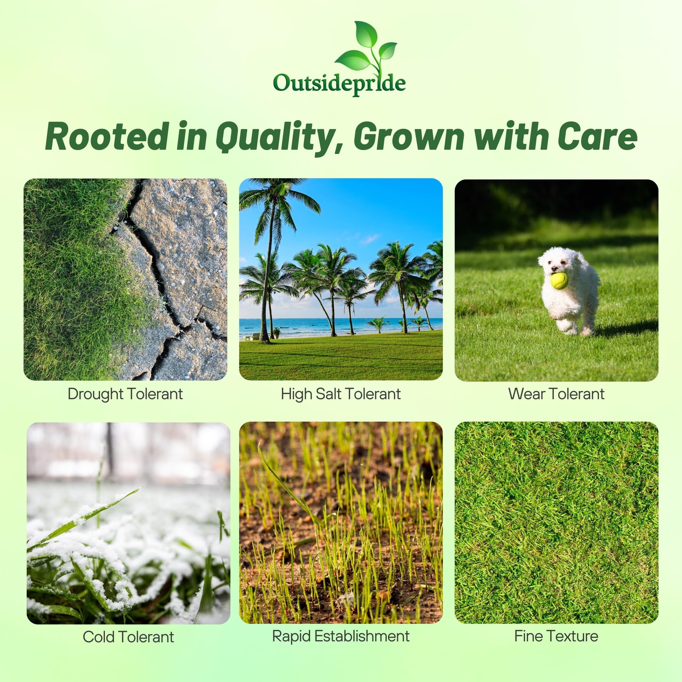 Outsidepride Warm Season Seashore Paspalum Salt Tolerant Lawn, Turf Grass Seed - 5 LBS