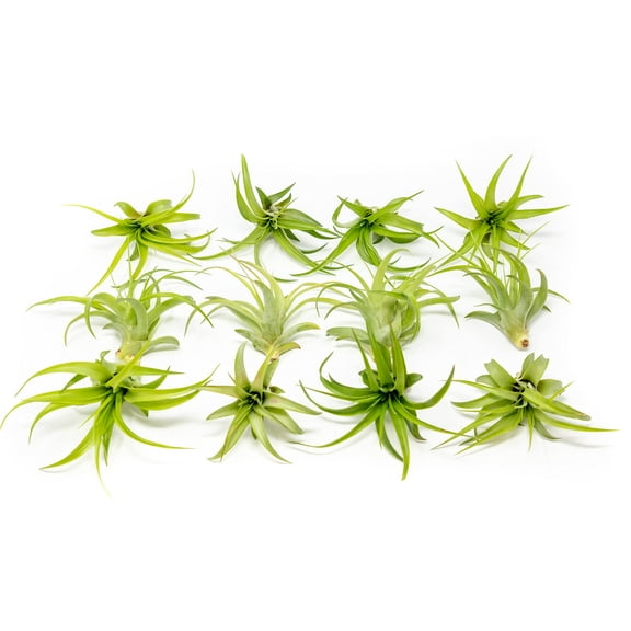 Air Plant Green Abdita Brachycaulos Tillandsia - Available in Wholesale and Bulk - Live Succulent House Plants ¬ Home and Garden Decor - Easy Care Indoor and Outdoor Plants (Pack of 12)