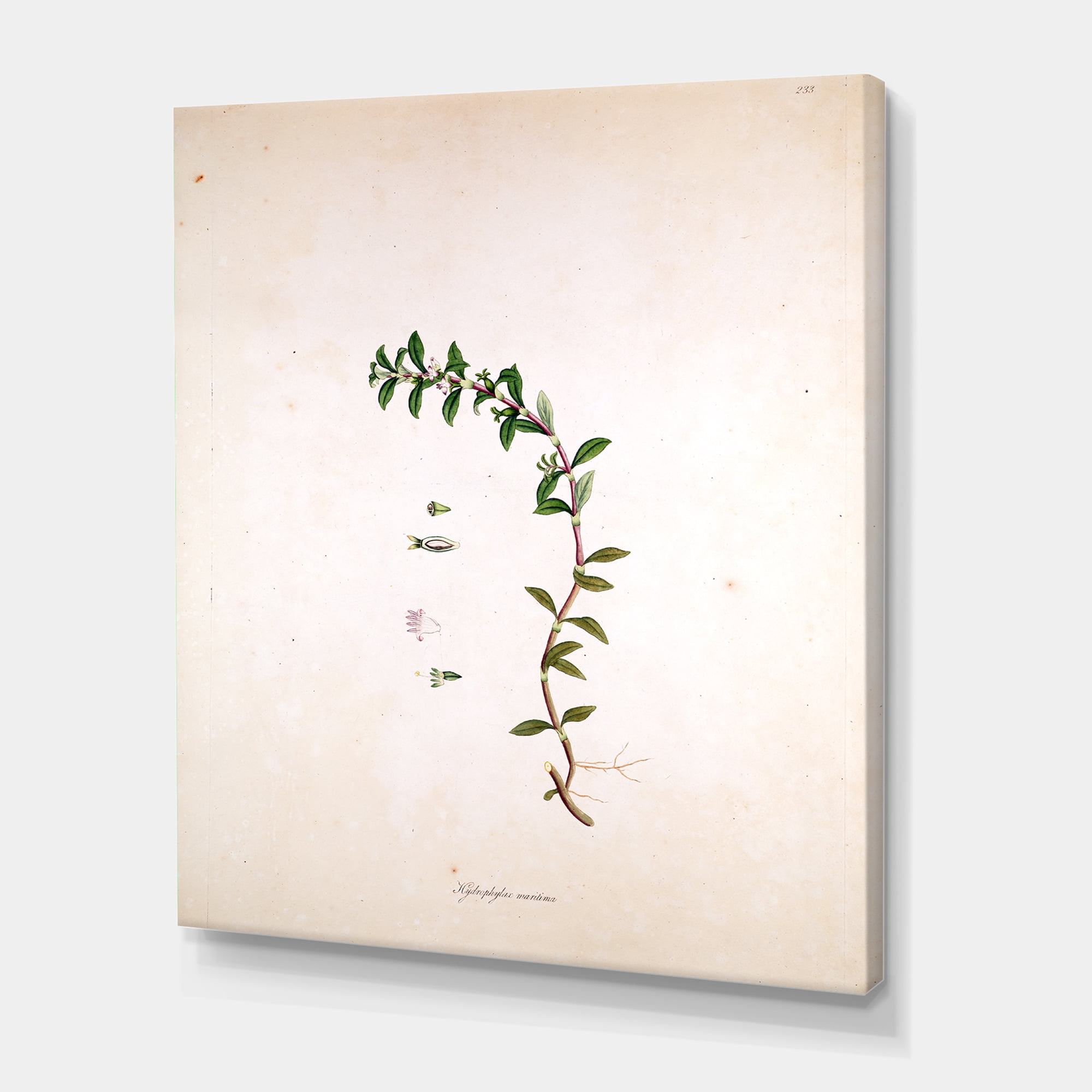 Designart ' Ancient London Plants II ' Farmhouse Canvas Wall Art Print