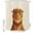 Brown, variant on Small Stall Shower Curtain 36x72 Inch Narrow Half Size Sage Green Cute Panda Bath Curtains Bathroom Decor, Funny Animals Modern Art Waterproof Fabric Shower Curtain Set with Hooks 36 Inch