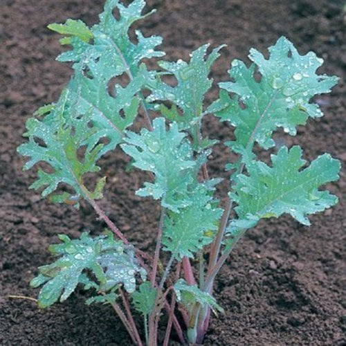 Kale Red Russian Great Heirloom Vegetable By Seed Kingdom BULK 5 Lb Seeds