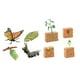 thumbnail image 3 of Conjuntos de ciclo de vida, figuras de juguete, ciencia, mariposas y plantas de frijol, regalo, colección realista de ciclo de vida para niños y niñas, 3 of 10