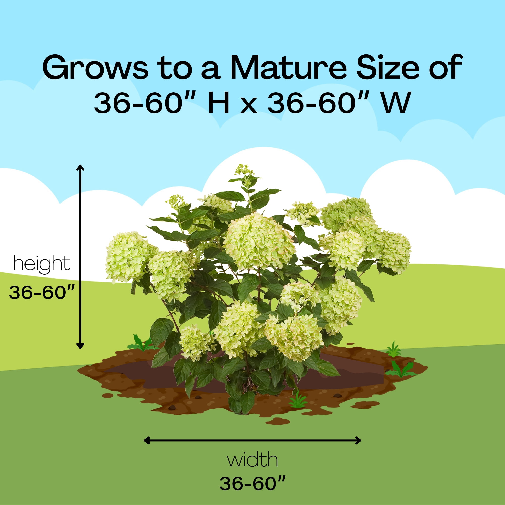 Proven Winners ColorChoice Little Lime Hydrangea Live Shrub (2 Gallon)