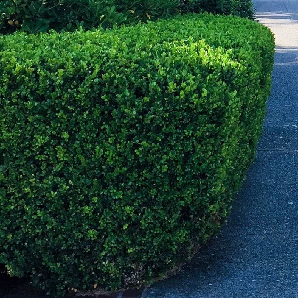 Expert Gardener Green Velvet Boxwood (2.5 Gallon) Low-Maintenance Evergreen Hedge Shrub - Full Sun Outdoor Plant