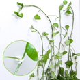 thumbnail image 5 of Agradable y práctico Abrazadera de ratán de pared invisible Abrazadera de planta Abrazadera de pared de escalada Abrazadera de pared Montaje de vides Soporte de gancho adhesivo de pared Suministros d TUNC Sencillez, 5 of 5