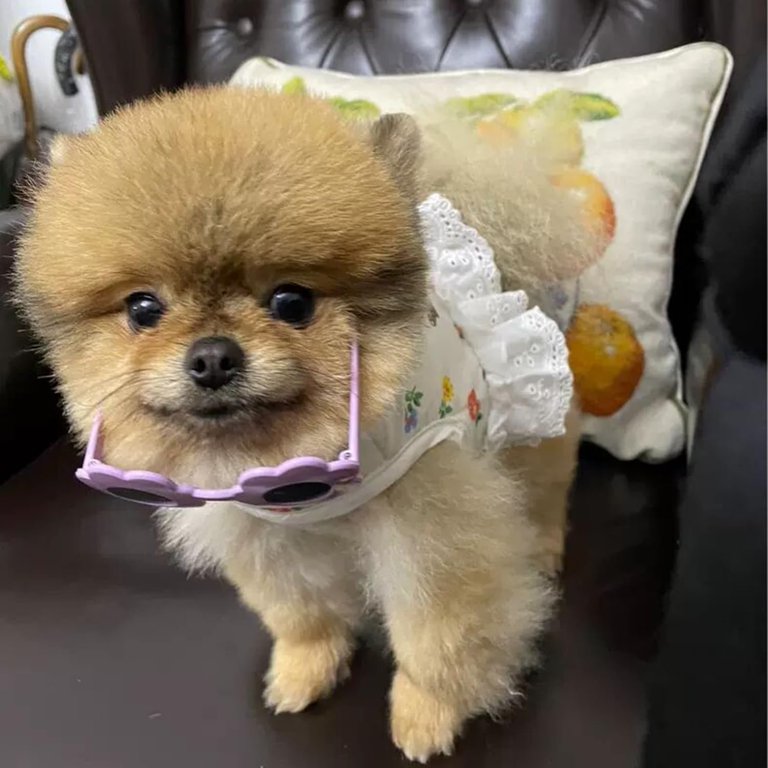 Small Dog Dress Harness Leash Set,Floral Puppy Princess Dresses Holiday Party Costume Outfits for Chihuahua Yorkshire,Pet Harness Vest for for Small