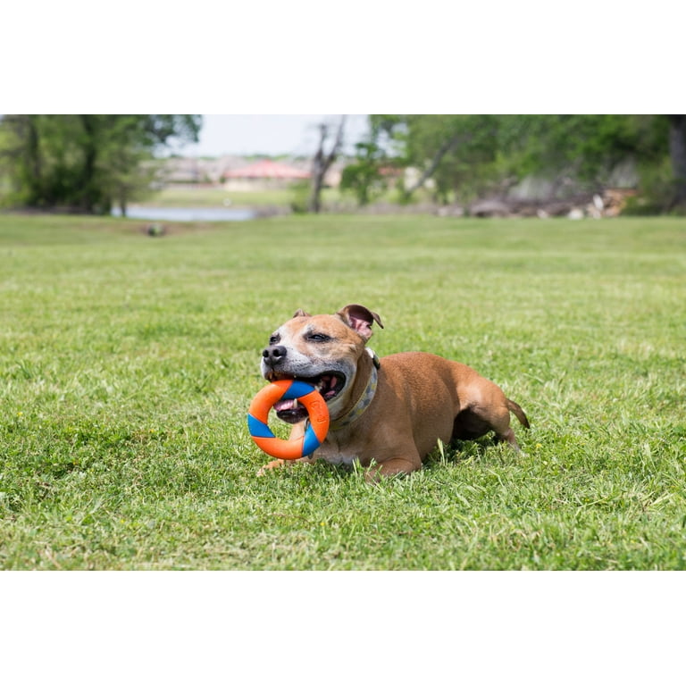 Chuckit! Ring Chaser 22