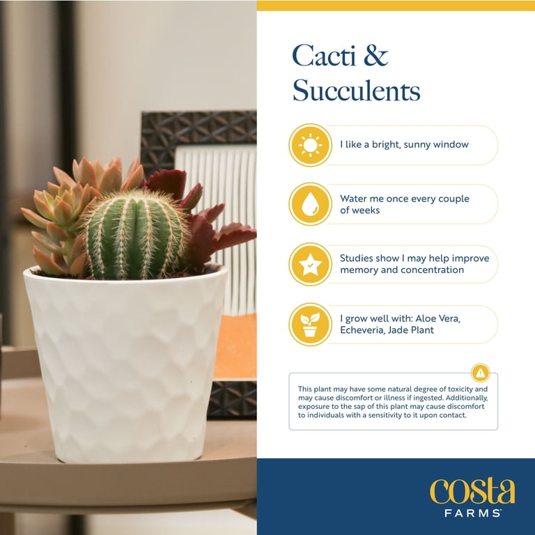 Costa Farms 2-4" Tall Small Cactus, Bright Direct Sunlight, Indoor Live  House Plants - Walmart.com