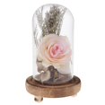 thumbnail image 1 of Exhibición de Decorativo Cloche Bell Frascos Plantas Suculentas Flor Jardín Terrario Hogar de Centro de Rosa claro Soledad Florero de preservación de flores, 1 of 10