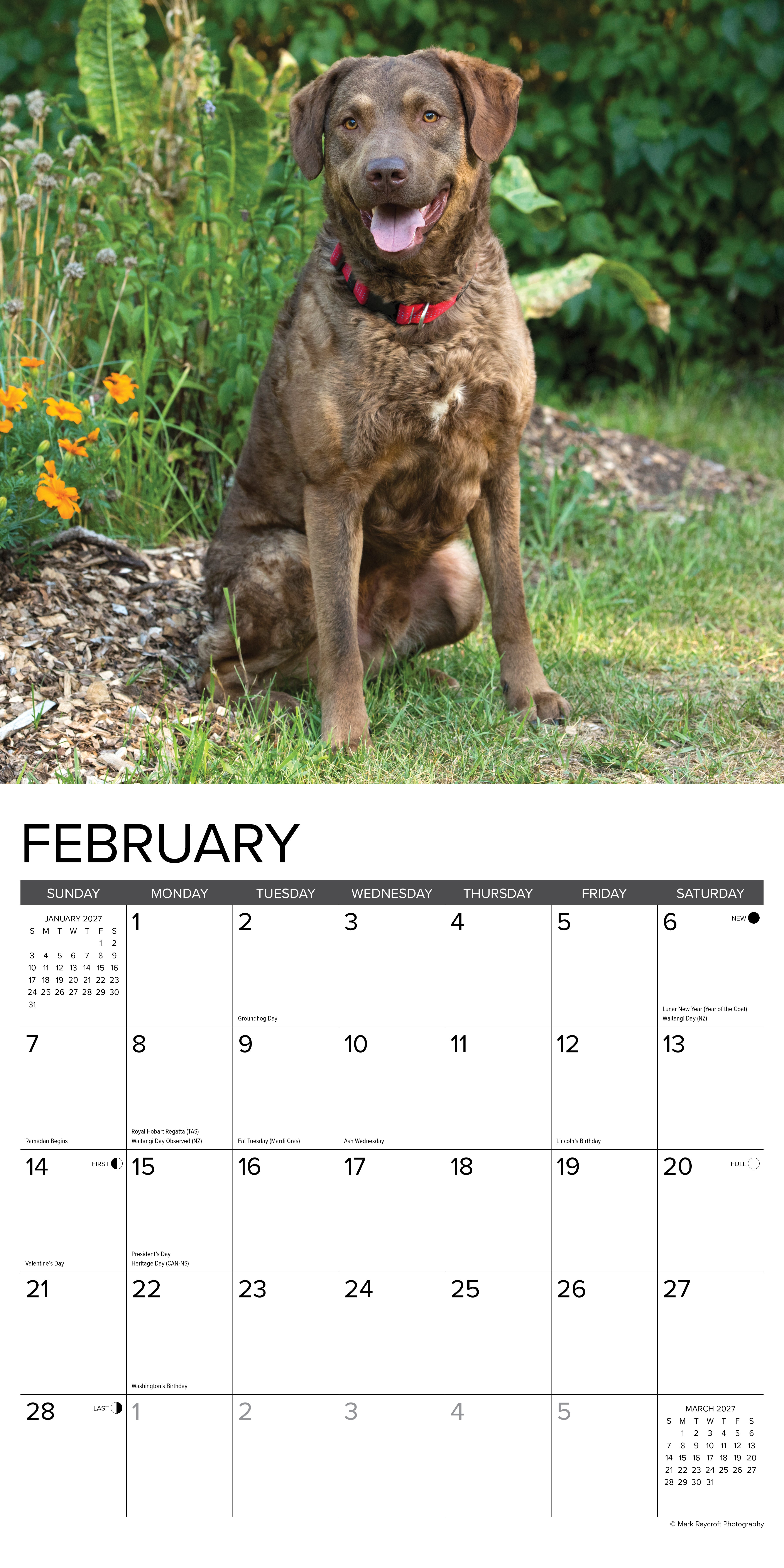 Willow Creek Press, Chesapeake Bay Retrievers 2027 Wall Calendar