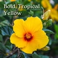 thumbnail image 2 of Tropical Plants of Florida 36" to 42" Yoder Yellow Braided Hibiscus Tree; Flower Plant, Yellow Hibiscus Flower with Red Throat, 2 of 5