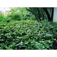 thumbnail image 2 of Classy Groundcovers, Japanese Spurge, Carpet Box (flat of 18 Pots, 3 1/4 inch square), 2 of 9