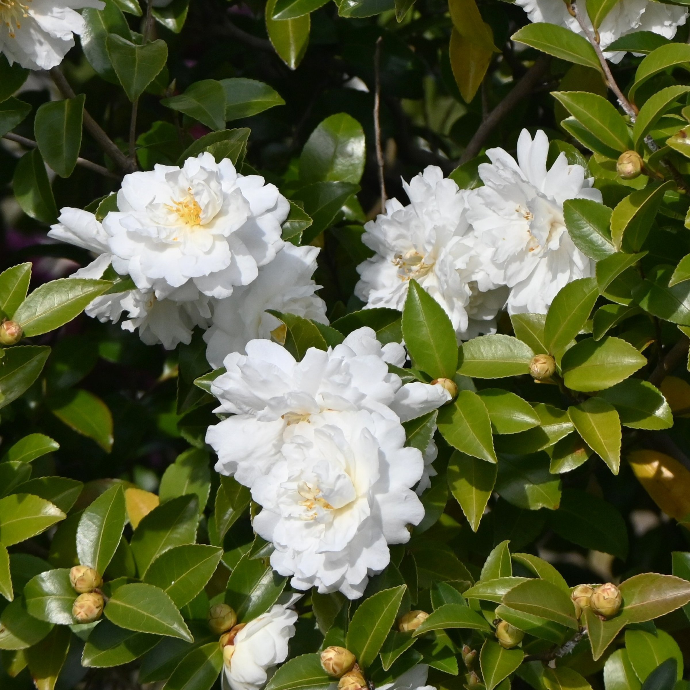 National Plant Network 1 gal. Camellia Japonica Bessie Battle Shrub