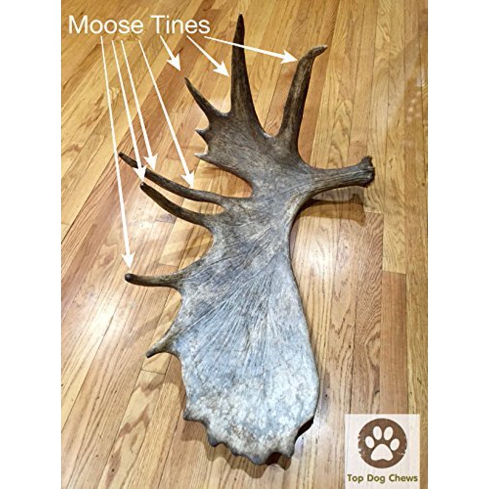 Large Moose Antler Tine Dog Chew