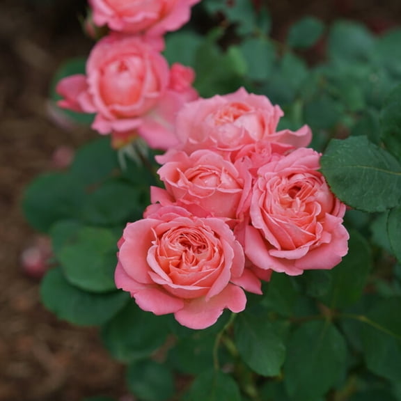 Proven Winners ColorChoice 5" Pink Reminiscent Coral Rose Live Plant in 4.5" Pot (4 Count)