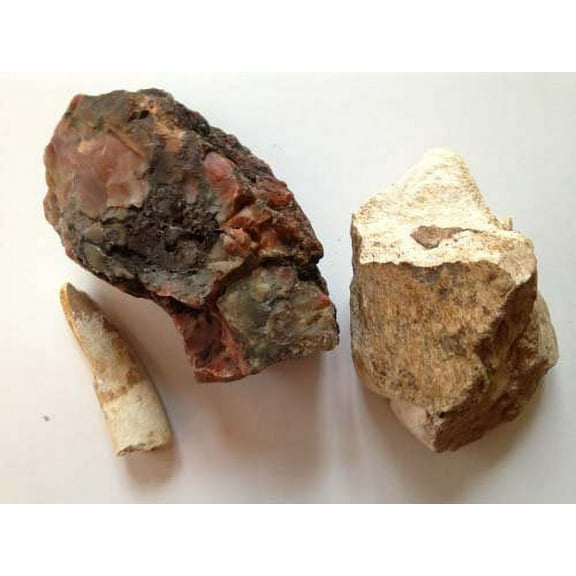 DINOSAURS ROCK Exclusive Dinosaur Lover 3 Piece Fossil Gift Collection - Dinosaur Tooth, Bone and Poop!